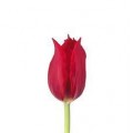 Tulips - Dark Pink